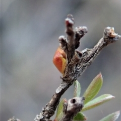 Dolophones sp. (genus) at Dunlop, ACT - 16 Mar 2019