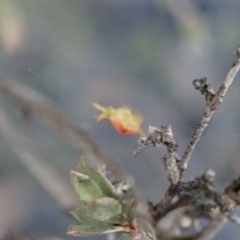 Dolophones sp. (genus) at Dunlop, ACT - 16 Mar 2019 09:10 AM