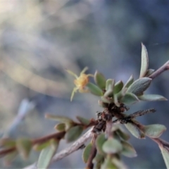 Dolophones sp. (genus) at Dunlop, ACT - 16 Mar 2019