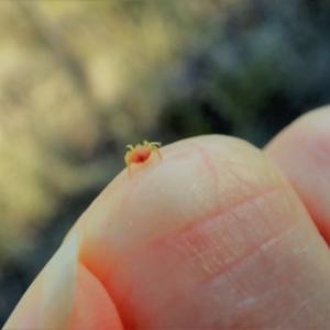 Dolophones sp. (genus) at Dunlop, ACT - 16 Mar 2019 09:10 AM