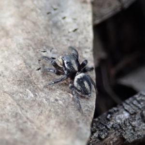 Salpesia sp. (genus) at Cook, ACT - 18 Mar 2019