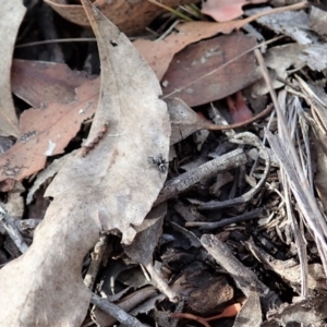 Salpesia sp. (genus) at Cook, ACT - 18 Mar 2019 04:42 PM