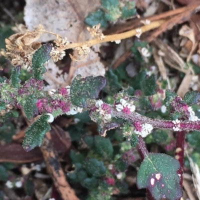 Dysphania pumilio (Small Crumbweed) at Griffith, ACT - 17 Mar 2019 by AlexKirk