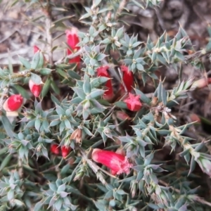 Styphelia humifusum at O'Malley, ACT - 19 Mar 2019