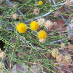 Calotis lappulacea (Yellow Burr Daisy) at O'Malley, ACT - 19 Mar 2019 by Mike