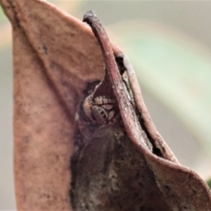 Simaethula sp. (genus) at Dunlop, ACT - 16 Mar 2019 05:26 PM