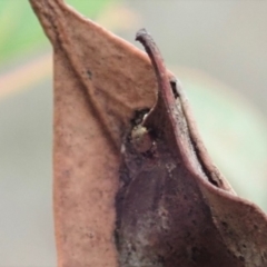 Simaethula sp. (genus) at Dunlop, ACT - 16 Mar 2019 05:26 PM