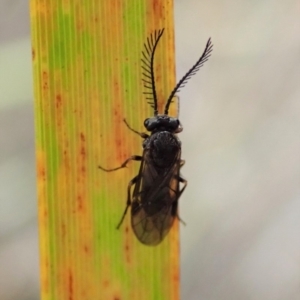 Polyclonus atratus at Dunlop, ACT - 17 Mar 2019 02:42 PM