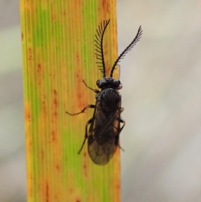 Polyclonus atratus (A sawfly) at Aranda Bushland - 17 Mar 2019 by CathB