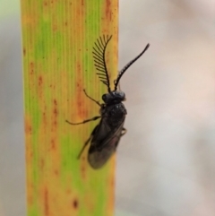 Polyclonus atratus at Dunlop, ACT - 17 Mar 2019