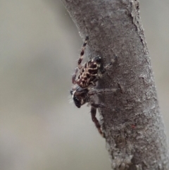 Sandalodes bipenicillatus at Cook, ACT - 17 Mar 2019 01:52 PM