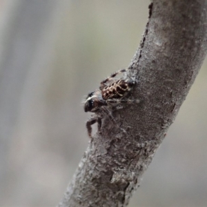 Sandalodes bipenicillatus at Cook, ACT - 17 Mar 2019 01:52 PM