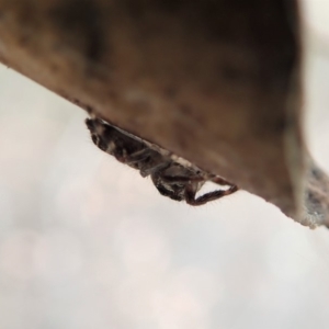 Sandalodes bipenicillatus at Cook, ACT - 17 Mar 2019