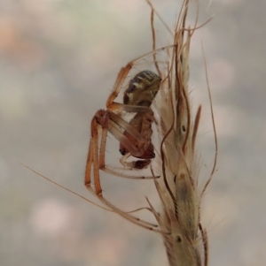 Phonognatha graeffei at Dunlop, ACT - 17 Mar 2019 03:06 PM