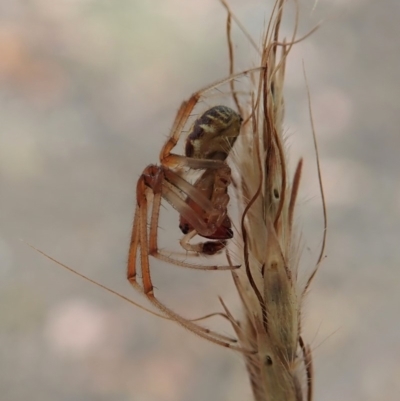 Phonognatha graeffei (Leaf Curling Spider) at Dunlop, ACT - 17 Mar 2019 by CathB