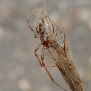 Phonognatha graeffei at Dunlop, ACT - 17 Mar 2019 03:06 PM