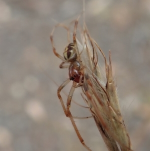 Phonognatha graeffei at Dunlop, ACT - 17 Mar 2019