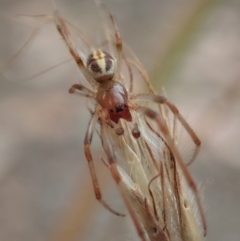 Phonognatha graeffei at Dunlop, ACT - 17 Mar 2019 03:06 PM