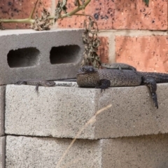 Egernia cunninghami (Cunningham's Skink) at Murrumbateman, NSW - 18 Mar 2019 by SallyandPeter