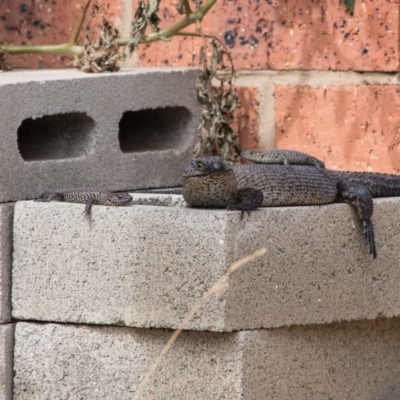 Egernia cunninghami (Cunningham's Skink) at Murrumbateman, NSW - 19 Mar 2019 by SallyandPeter