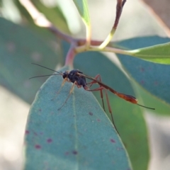 Heteropelma scaposum (Two-toned caterpillar parasite wasp) at Dunlop, ACT - 18 Mar 2019 by CathB