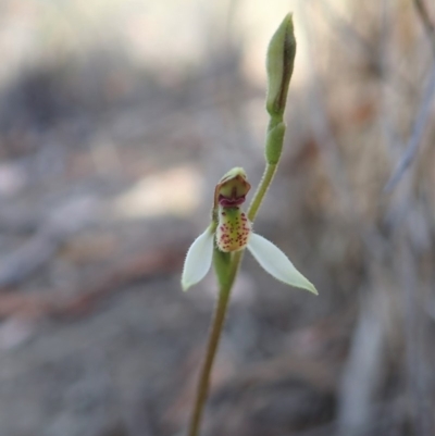 Eriochilus cucullatus (Parson's Bands) at Cook, ACT - 15 Mar 2019 by CathB