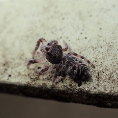 Salticidae (family) (Unidentified Jumping spider) at Dunlop, ACT - 8 Mar 2019 by CathB