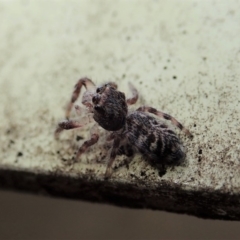 Salticidae (family) (Unidentified Jumping spider) at Dunlop, ACT - 8 Mar 2019 by CathB