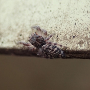 Salticidae (family) at Dunlop, ACT - 9 Mar 2019 10:23 AM