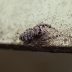 Salticidae (family) at Dunlop, ACT - 9 Mar 2019 10:23 AM