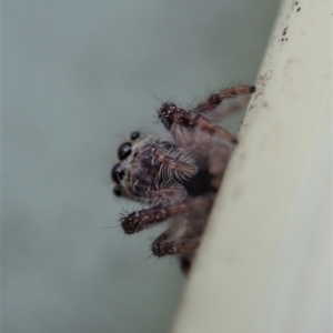 Salticidae (family) at Dunlop, ACT - 9 Mar 2019 10:23 AM