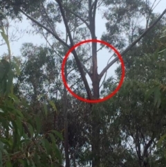 Phascolarctos cinereus (Koala) at Coolumburra, NSW - 19 Mar 2019 by KarenDavis