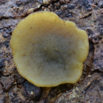 zz – ascomycetes - apothecial (Cup fungus) at Box Cutting Rainforest Walk - 20 Jan 2019 by Teresa