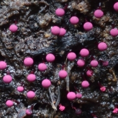 Craterium roseum (A slime mould) at Box Cutting Rainforest Walk - 21 Jan 2019 by Teresa