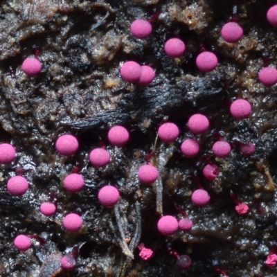 Physarum roseum (A slime mould) at Kianga, NSW - 20 Jan 2019 by Teresa