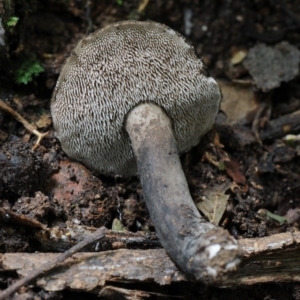 Sarcodon sp. at Kianga, NSW - 21 Jan 2019