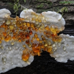 Unverified Fungus at Box Cutting Rainforest Walk - 21 Jan 2019 by Teresa