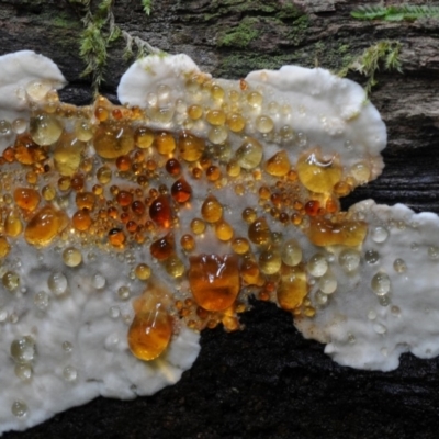 Unidentified Fungus at Box Cutting Rainforest Walk - 20 Jan 2019 by Teresa