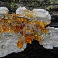Unidentified Fungus at Box Cutting Rainforest Walk - 20 Jan 2019 by Teresa