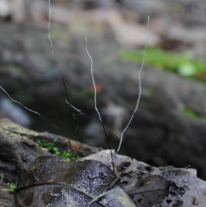 Xylaria sp. at Box Cutting Rainforest Walk - 31 Jan 2019