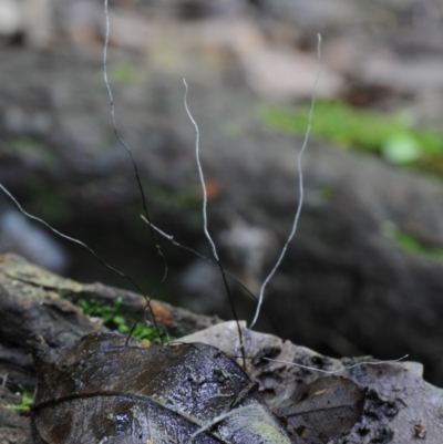 Xylaria sp. at Box Cutting Rainforest Walk - 31 Jan 2019 by Teresa