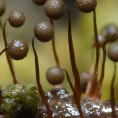 Cribraria sp. (genus) (Slime mould) at Kianga, NSW - 30 Jan 2019 by Teresa