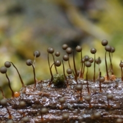 Cribraria sp. (genus) at Box Cutting Rainforest Walk - 31 Jan 2019