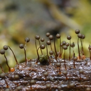 Cribraria sp. (genus) at Box Cutting Rainforest Walk - 31 Jan 2019