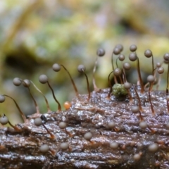 Cribraria sp. (genus) at Box Cutting Rainforest Walk - 31 Jan 2019 12:00 AM