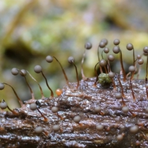 Cribraria sp. (genus) at Box Cutting Rainforest Walk - 31 Jan 2019