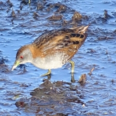 Zapornia pusilla (Baillon's Crake) at Jerrabomberra Wetlands - 6 Oct 2018 by roymcd