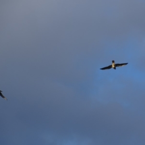 Falco cenchroides at Garran, ACT - 2 Mar 2019 07:05 PM