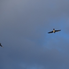 Falco cenchroides (Nankeen Kestrel) at Garran, ACT - 2 Mar 2019 by roymcd