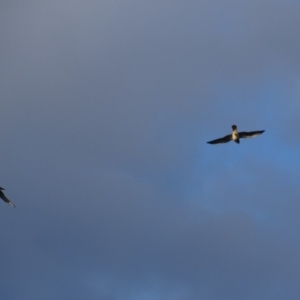 Falco cenchroides at Garran, ACT - 2 Mar 2019